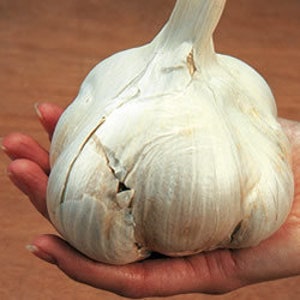 May include: A large, white garlic bulb held in a person's hand. The bulb has a textured, papery outer layer with visible cloves. The background is a blurred, warm brown.