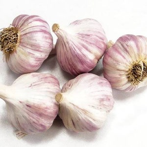 May include: Five whole bulbs of garlic arranged in a cluster. Each bulb features a papery white skin with distinct purple streaks and a rounded shape. The tops of the bulbs are tapered, while the bases show dried, fibrous brown root remnants.
