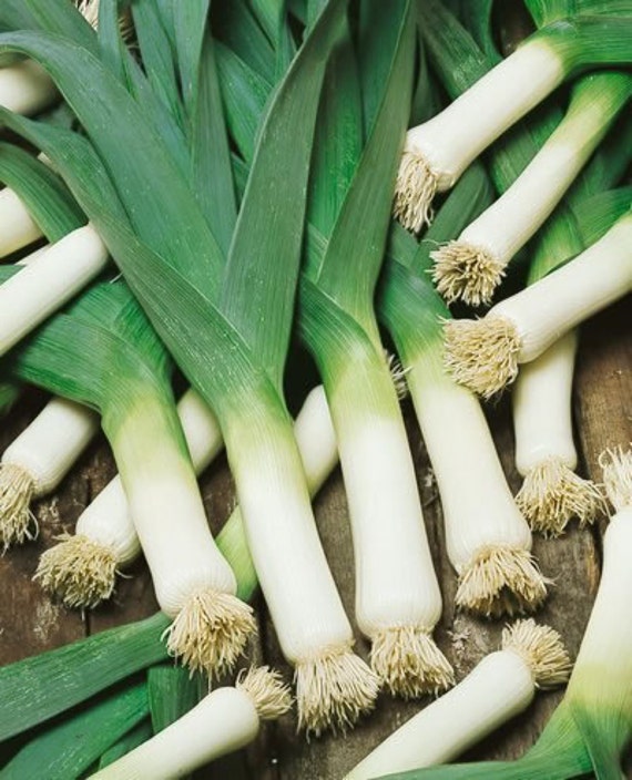 LBS POSSIBLE! 30 GIANT LEEK SEEDS 2019 18