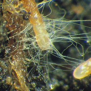 Mycorrhizae Inoculant Powder image 5