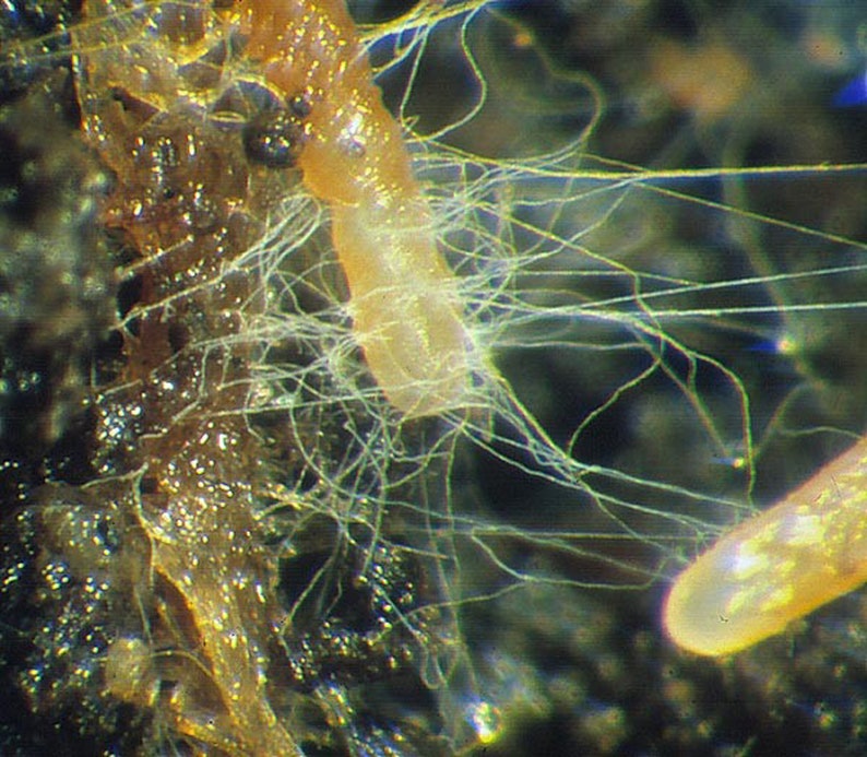 Mycorrhizae Inoculant Powder image 5