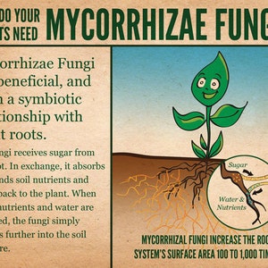 Mycorrhizae Inoculant Powder image 2
