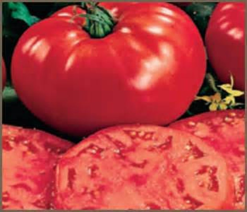 Organic Beefsteak Tomato Seeds mycorrhizae Inoculated/bulk Etsy