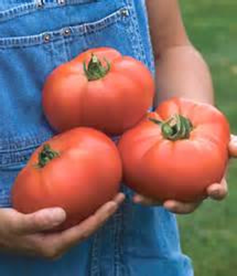 Organic Beefsteak Tomato Seeds mycorrhizae Inoculated/bulk Etsy