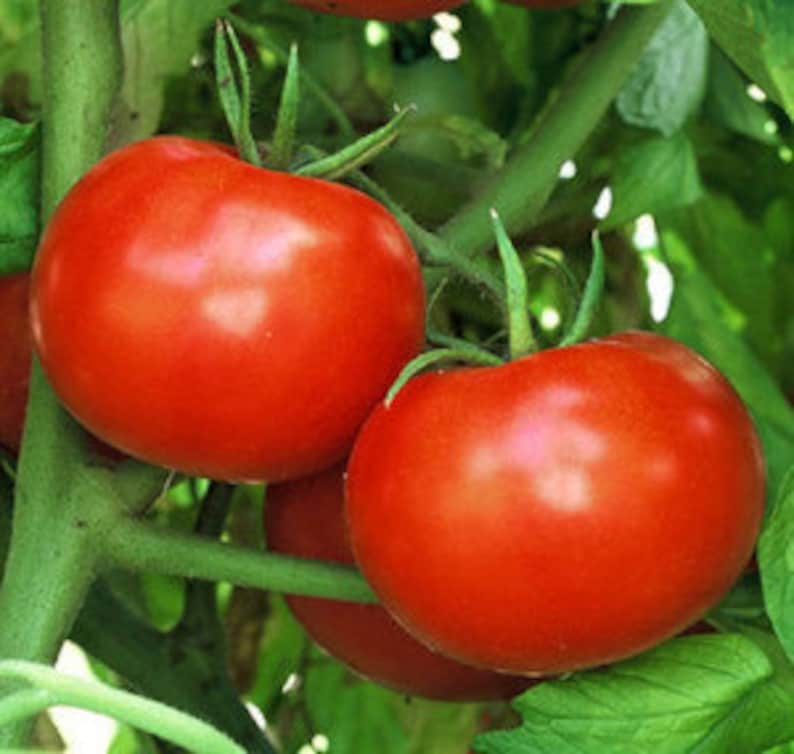 Organic Rutgers Tomato Seeds Mycorrhizae Inoculated/Bulk Etsy