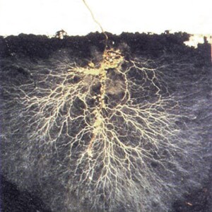 Mycorrhizae Inoculant Powder image 6