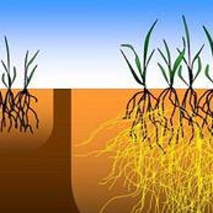 Mycorrhizae Inoculant Powder image 4