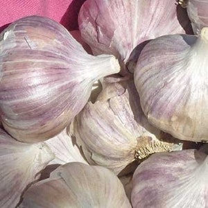 May include: A cluster of whole garlic bulbs featuring papery white and light purple skin. The bulbs are rounded with visible cloves and pointed stems, showing a natural texture and color variation across the surface of each individual garlic bulb.