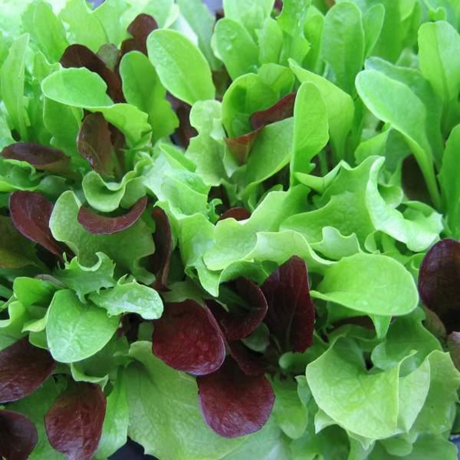 Organic Gourmet Lettuce Mix Seedsmycorrhizae Fortified/bulk Etsy