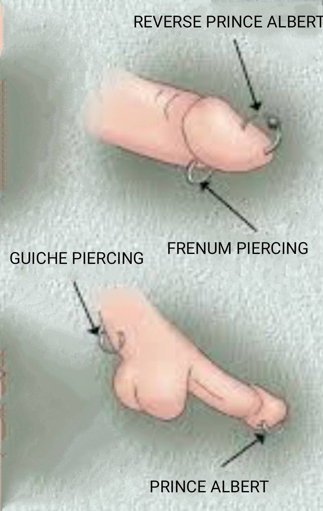 Prince Albert Penis Ring Non Piercing Cock Ring, Genital Jewelry, PA Frenum  Ring, Male Intimate, Jewelry for Men, BDSM, Mature Adult Sex Toy - Etsy  Ireland