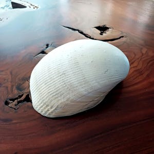 Large Natural Seashell Clam Shell 7 x 6 x 3 Inch
