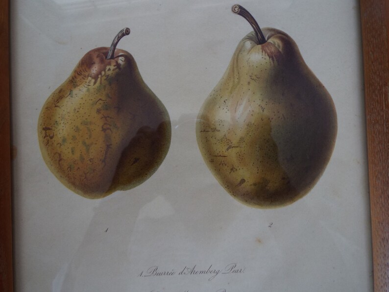 set of 2 original antique English botanical fruit prints 