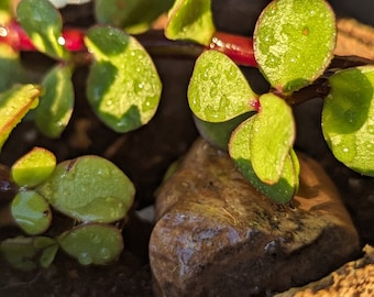 Portulacaria Afra 'Green' - Elephant Rare Bush (Red Tips/Edges)