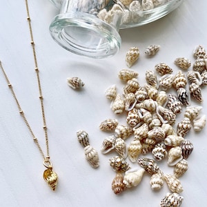 Tiny Bahama Sea Shell Necklace