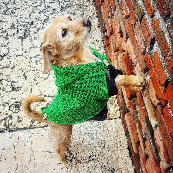 cocker spaniel dog jumper