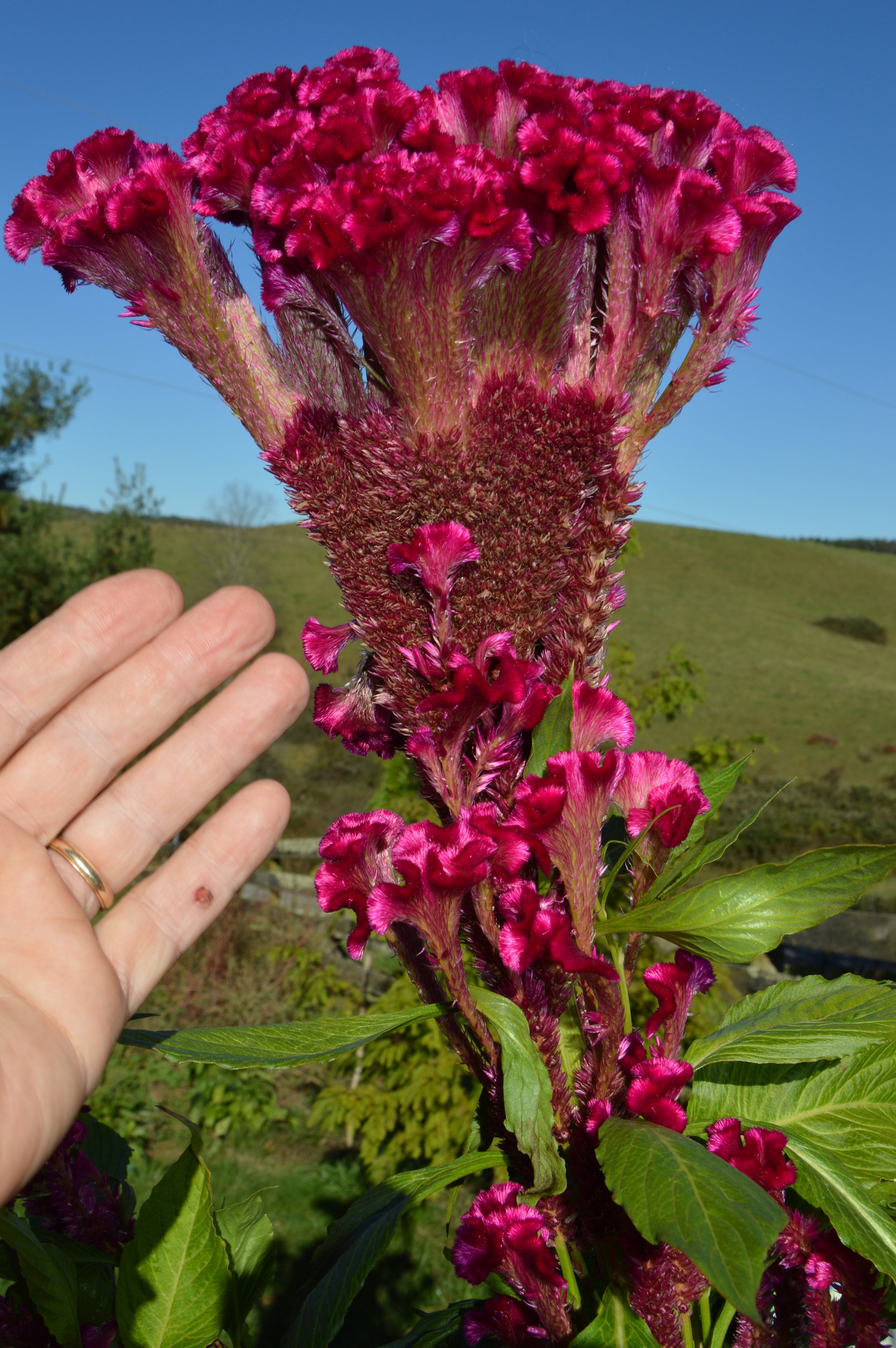 GIANT HAND of GOD Cocks Comb / Cockscomb / Very Unusual / 4-5 Ft Stalks  With Huge Heads / 36" - 48" Inch Spread / Spectacular in Your Garden - Etsy