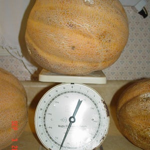 MINERVA Cantaloupe / * *Plants Yield 8 - 10 BASKETBALL Sized Melons Averaging 10 - 15 Pounds Each* * / Great 4 Competitions! / Very Prolific