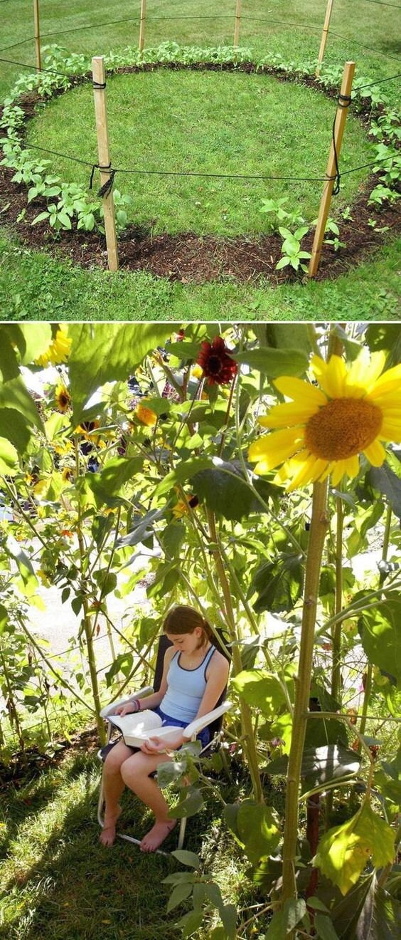 Amazon.com : CHUXAY GARDEN Midnight Oil Blue Sunflower,Blue