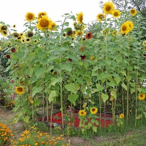SUNFOREST SUNFLOWER MIX, Grow Fast Growing Sunflower Forest for Your Children/Grand Children to Play In, They Will Have a Summer Full of Fun