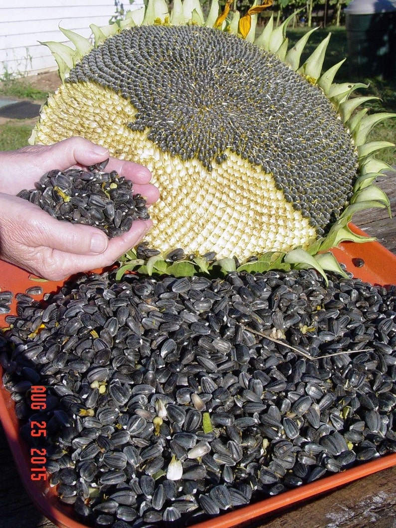 PAUL BUNYAN SUNFLOWER Seeds / Just Like Paul these Sunflowers Etsy