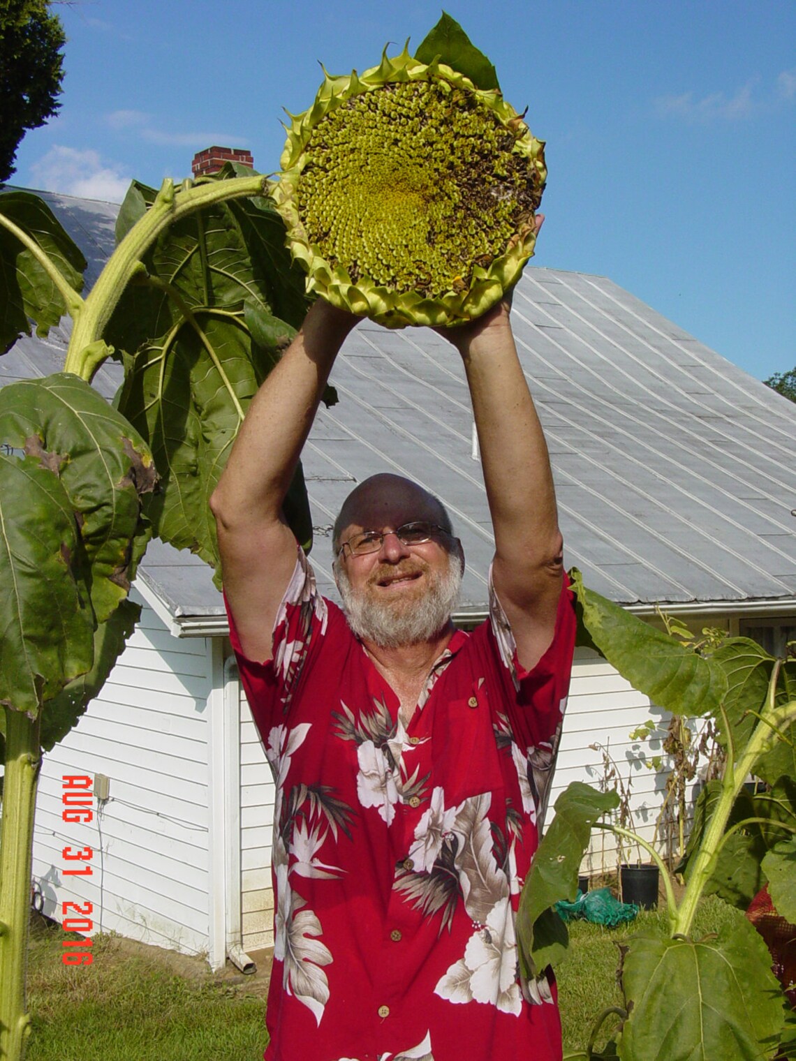 PAUL BUNYAN SUNFLOWER Seeds / Just Like Paul these Sunflowers Etsy