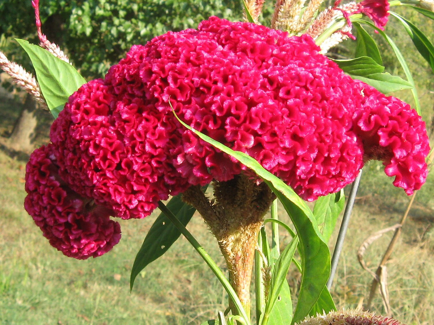 GIANT BOMBAY INDIAN Cocks Comb / Spectacular 18 Inch Heads on 4 - 5 ...