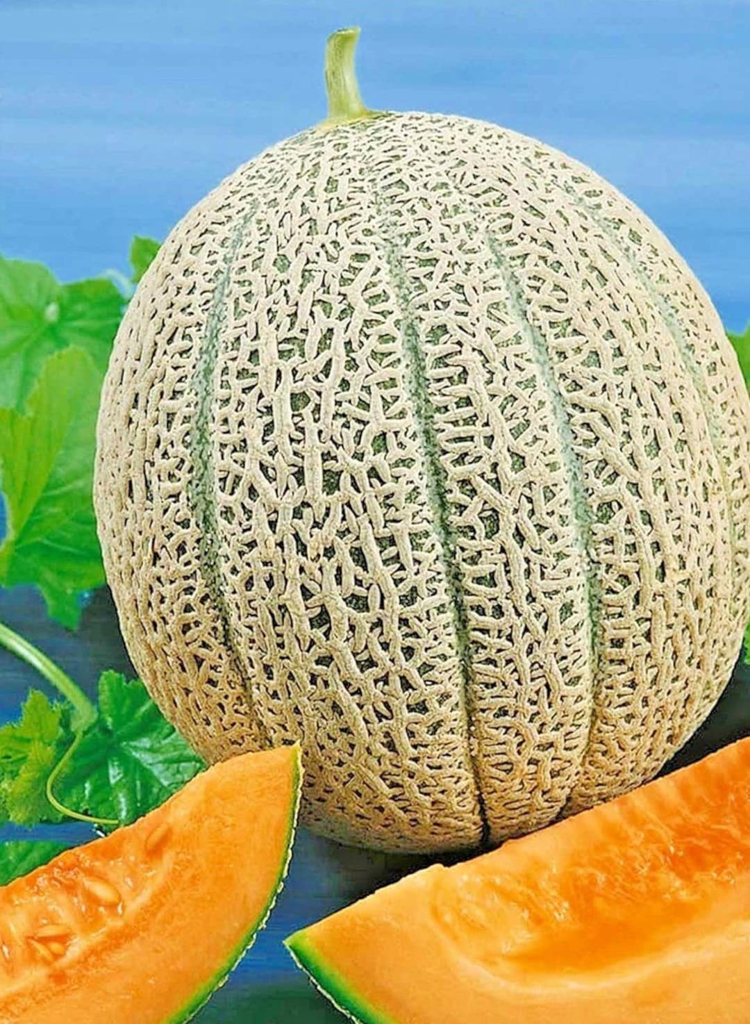 HALE'S BEST JUMBO Cantaloupe / Produces Fruit up to 15 Pounds / Classic