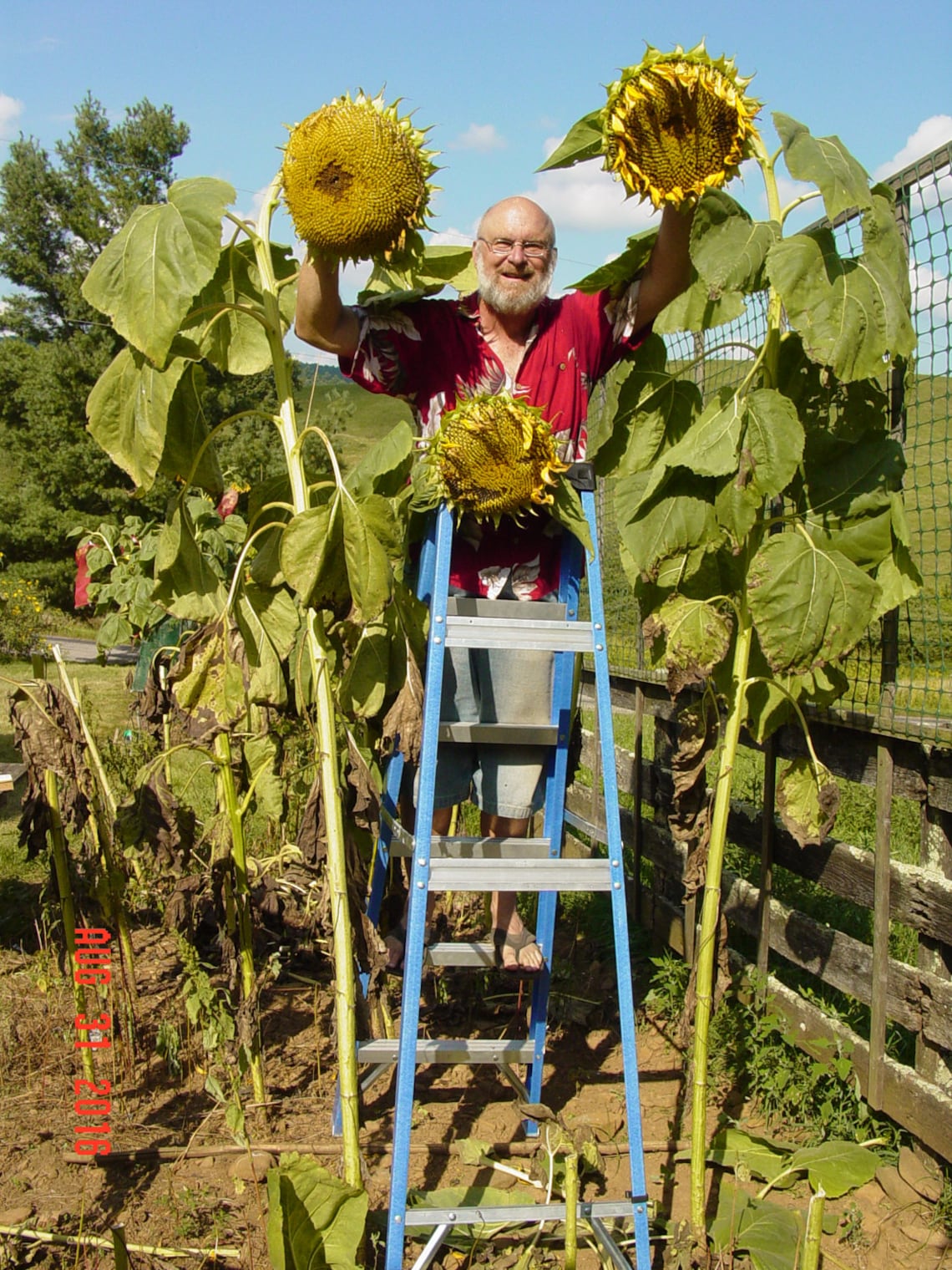 AMAZON SUNFLOWER SEEDS / 1st Place Award Winner / Champion Etsy