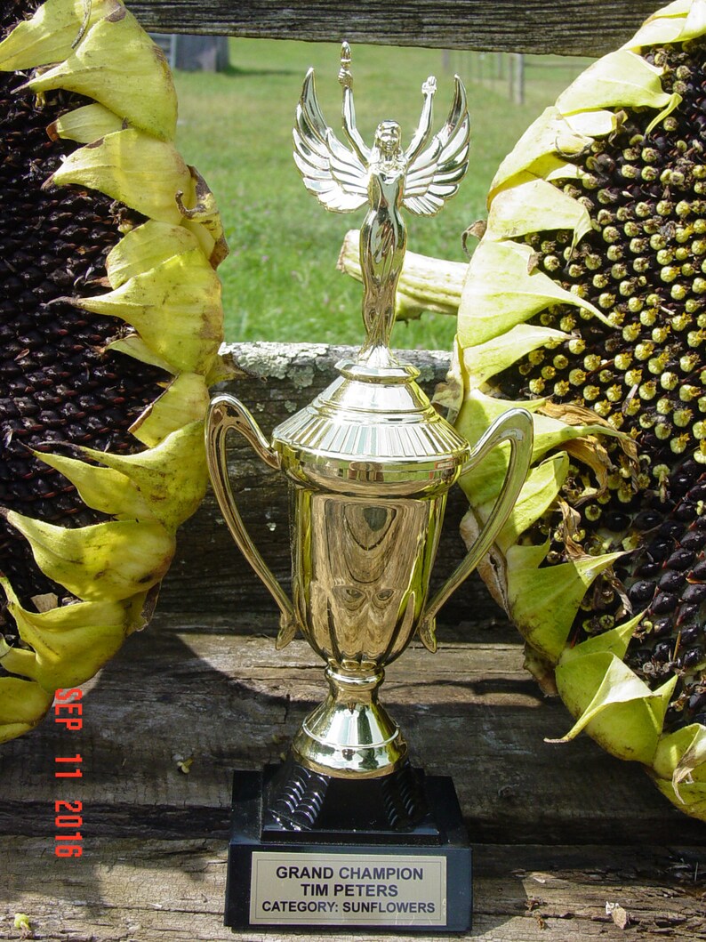 PAUL BUNYAN SUNFLOWER Seeds / Just Like Paul these Sunflowers Etsy