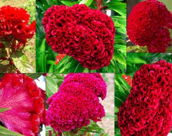 GIANT FLUORESCENT NEON Red Cocks Comb Cockscomb / 4 - 5 Ft Stalks with Huge Head / Flowers Look Like Plugged into Electric Outlet - Dazzling