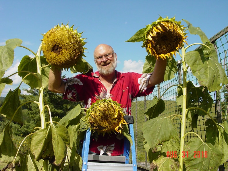 AMAZON SUNFLOWER SEEDS / 1st Place Award Winner / Champion Etsy