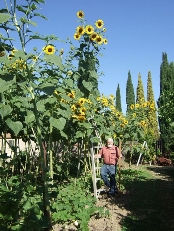 King Kong Sunflower The Largest And Tallest Multi Headed Etsy King Kong Sunflower The Largest And Tallest Multi Headed Etsy