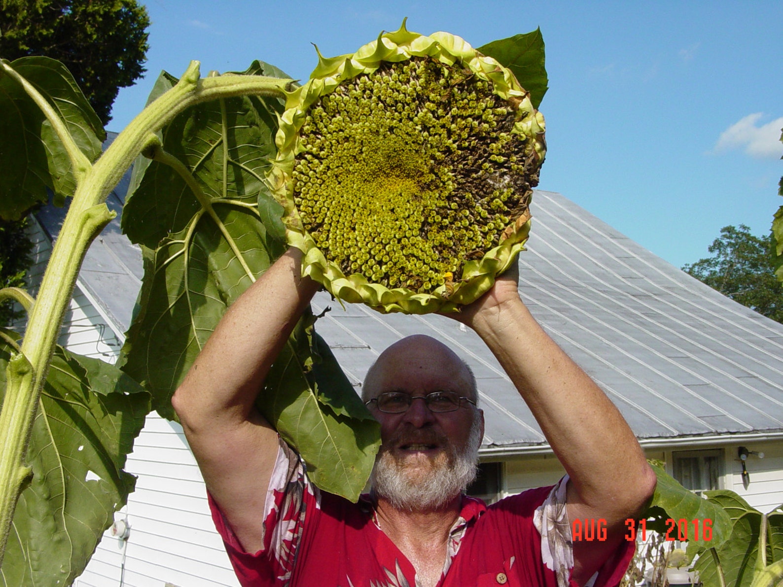 PAUL BUNYAN SUNFLOWER Seeds / Just Like Paul these Sunflowers Etsy
