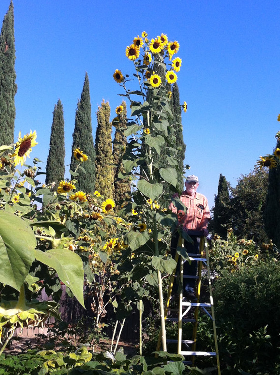 KING KONG SUNFLOWER / The Largest and Tallest Multi Headed Etsy
