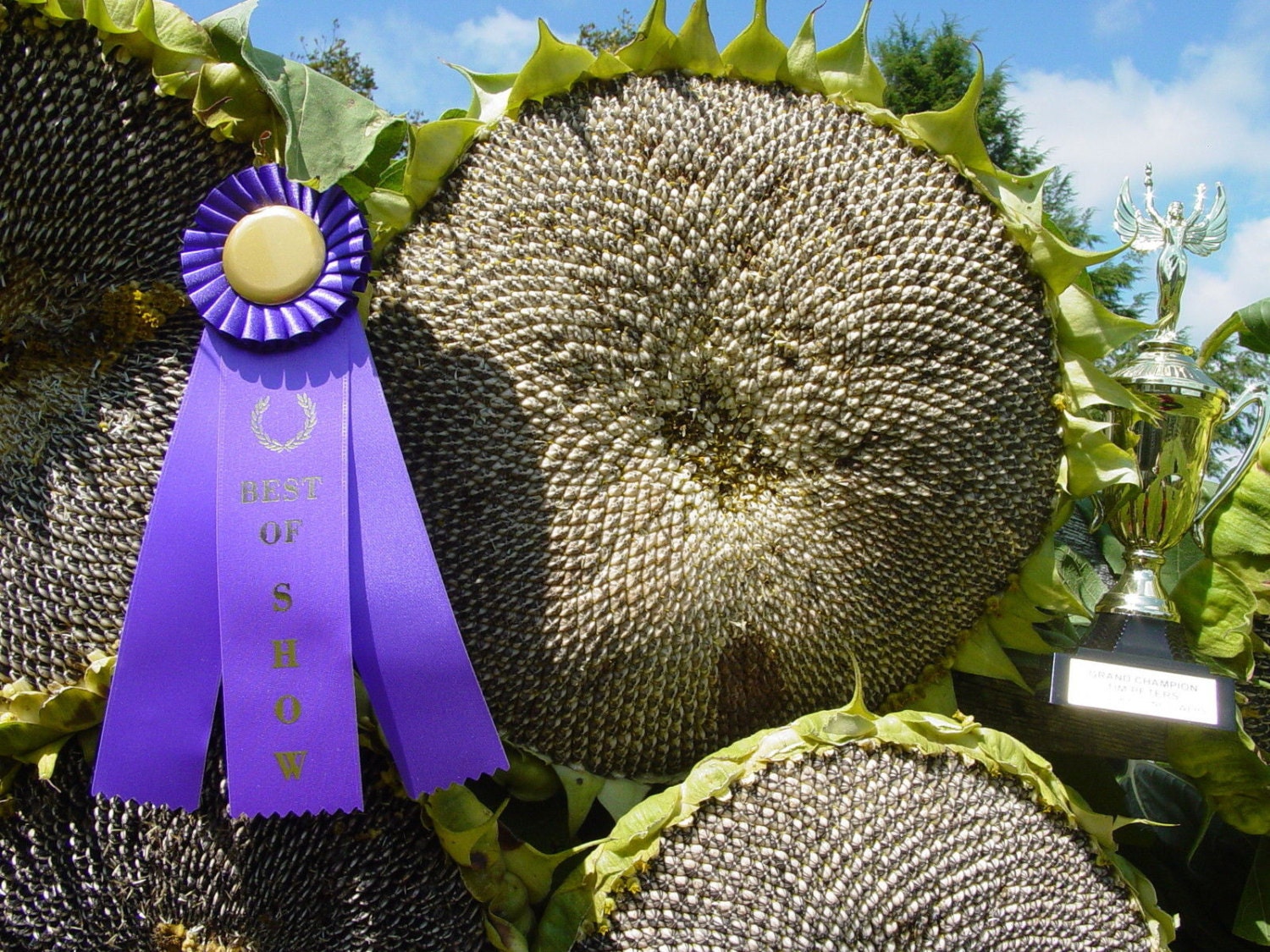 MONGOLIAN GIANT SUNFLOWER Seeds / Our Best Seller / Multiple Etsy