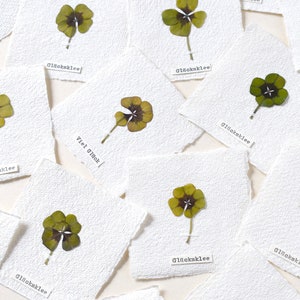 Herbar-Karte mit Kleeblatt, mini handgefertigtes Glücksklee, getrocknete Pflanzen, Glücksbringer, Herbarium mit Kleeblatt, Botanische Bilder