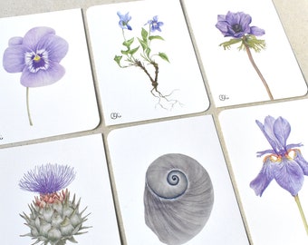 Blüten Postkarten, 6 Stück im Set, violett, Hornveilchen, Duftveilchen, Anemone, Artischocke, Schnecke, Iris Schwertlilie, Flieder, lila