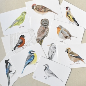 Schlichte Vogelpostkarten im 11-Set, Gartenvögel Kunstkarten Din A6, kleine Vogelbilder als Wanddeko, Rotkehlchen, Spatz, Graureiher, Meise