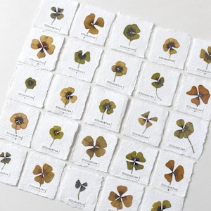 Herbar-Karte mit Kleeblatt, mini Glücksklee, getrocknete Pflanzen, Glücksbringer, Herbarium mit Kleeblatt, Botanische Bilder,Kleeblatt