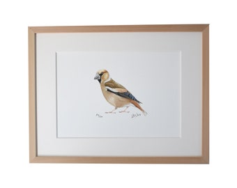 Vogelkafig Zeichnung Etsy