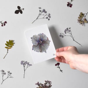 illustrierte Blumenpostkarte mit Hortensie, Blütenmotive, gezeichnete Aquarelle, Pflanzenzeichnung, Christine Wiegelmann zeichnet, lila