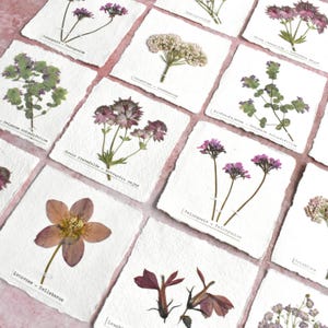 kleine Bilder mit echten Reisblume, Pelargonie, Sterndolden, Schleierkraut, Majoran, Lobelie, Lesezeichen, Tischkarten, Herbariumkarten