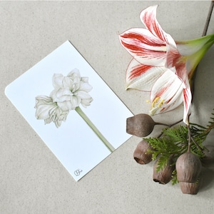 festliche Amaryllis-Blüten-Postkarte in weiß-grün, Weihnachtskarte Ritterstern, eleganten Wintermotiv als kleines Wandbild, Pastellfarben
