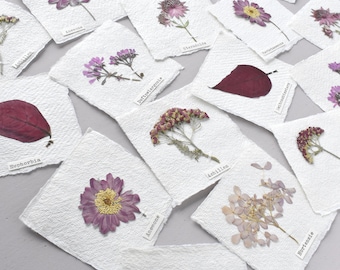 Mini pictures with real flowers, herbarium, small cards with anemones, star umbels, dried flowers, bookmarks, pendants, place cards, wall decorations, pink