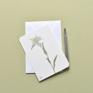Edelweiß als Postkarte, alpines Blütenmotiv, als Aquarelle gezeichnet, Alpenblume, Postkarte mit Alpenblumen, Alpenpflanzen, alpine Blume