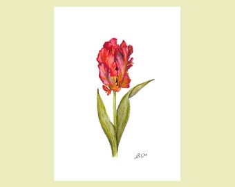 Tulpe als Kunstdruck, gezeichnete Papageientulpe, im Aquarell entstanden, Wandbild, botanische Illustration, frühlingshaft, Gartenliebhaber