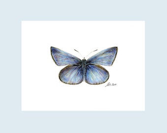 Butterfly picture, art print with blue, mural with insect, butterfly drawing, decorative animal drawing, insects, butterfly