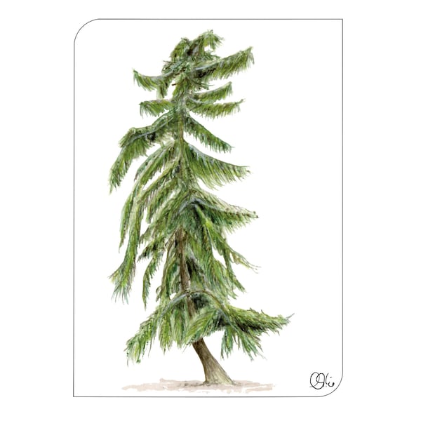 Postkarte, mit einer Lärche, Baum als Aquarellzeichnung, Kunstkarte Lärche, illustrierte Karten mit Baum, Christine Wiegelmann, Aboretum