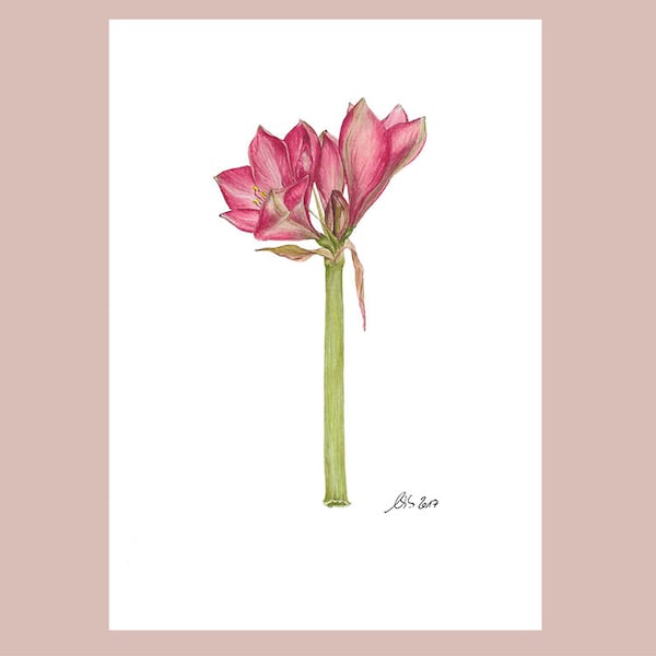 Bild mit Amaryllisblüte, A4, botanische Zeichnung, Ritterstern als Aquarell, Fine Art Print, rote Blüte,Wandbild,Weihnachtsdekoration