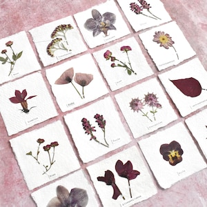 Minibilder mit echten Blüten, Herbarium,kleine Karten mit Anemone,Sterndolde,Trockenblumen,Lesezeichen,Anhänger,Tischkärtchen,Wanddeko,rosa